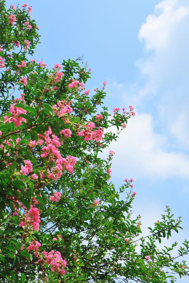 阆中浪漫棲居地|阆中花間堂酒店
