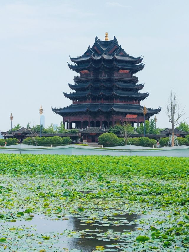 蘇州賞荷攻略｜10大賞荷地，你去過邊幾個|||蘇州夏日賞荷花🪷保姆級攻略嚟啦 夏天係荷花盛開嘅