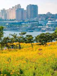 初夏限定！青島呢座小島，花開成海一眼淪陷！！