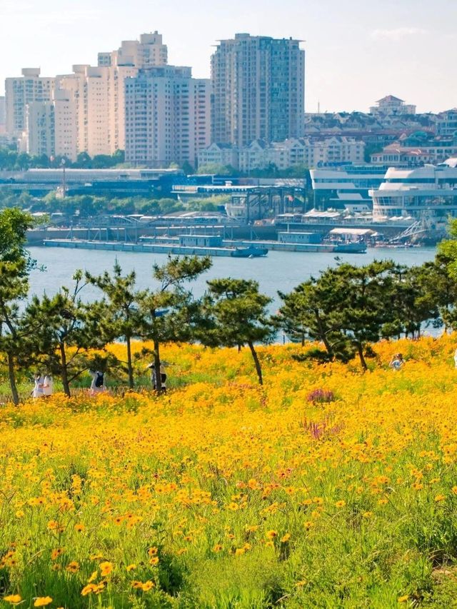 初夏限定！青島呢座小島，花開成海一眼淪陷！！
