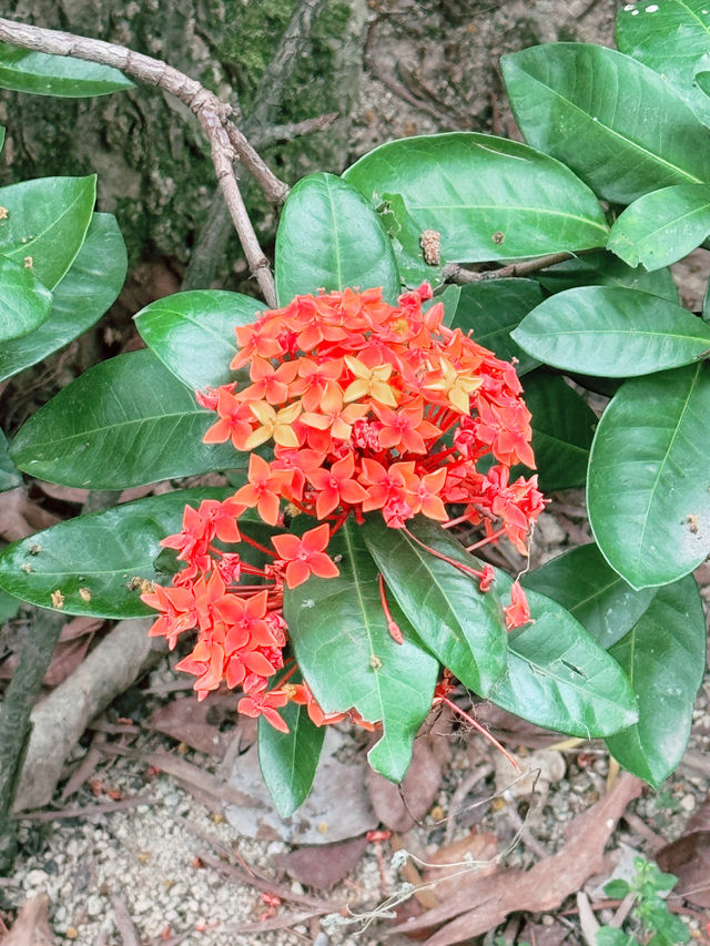 九龍寨城公園｜時空交錯的都市綠洲