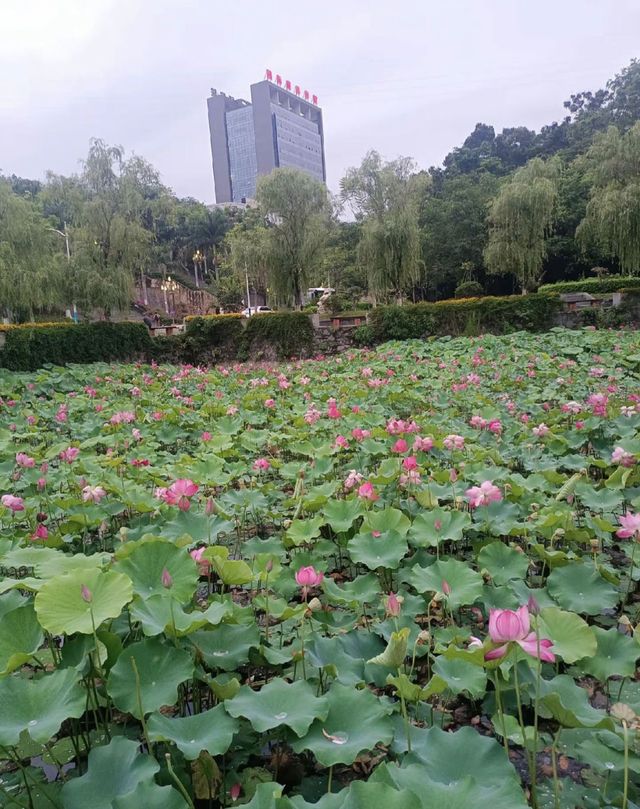 攀枝花夏日限定！探索荷花池邊的罕見双色蓮秘境🌺