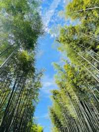 【中國·宜賓|必打卡攻略】酒香竹海·古韻石林，解鎖川南小城の寶藏玩法！🍶🌿