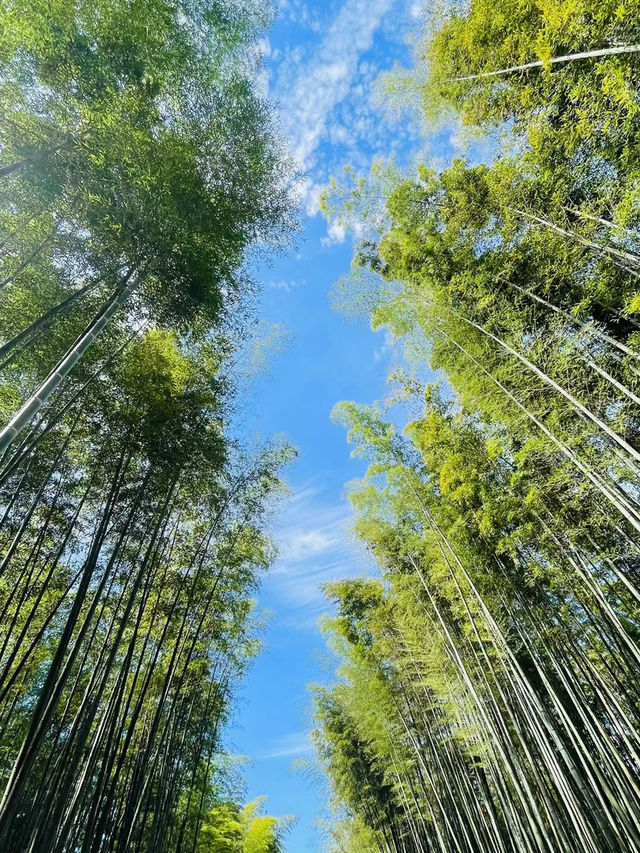 【中國·宜賓|必打卡攻略】酒香竹海·古韻石林，解鎖川南小城の寶藏玩法！🍶🌿