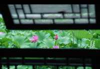 接天蓮葉無窮碧 | 古猗園賞荷攻略