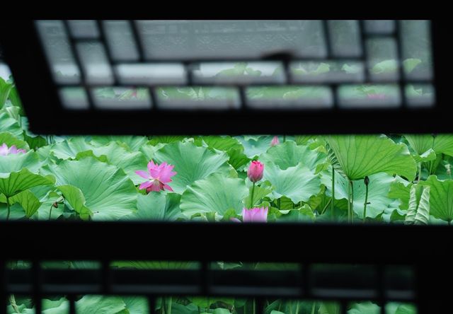 接天蓮葉無窮碧 | 古猗園賞荷攻略
