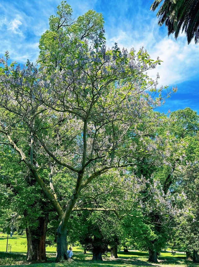 冬季反向旅遊|去墨爾本睇爛漫嘅鮮花