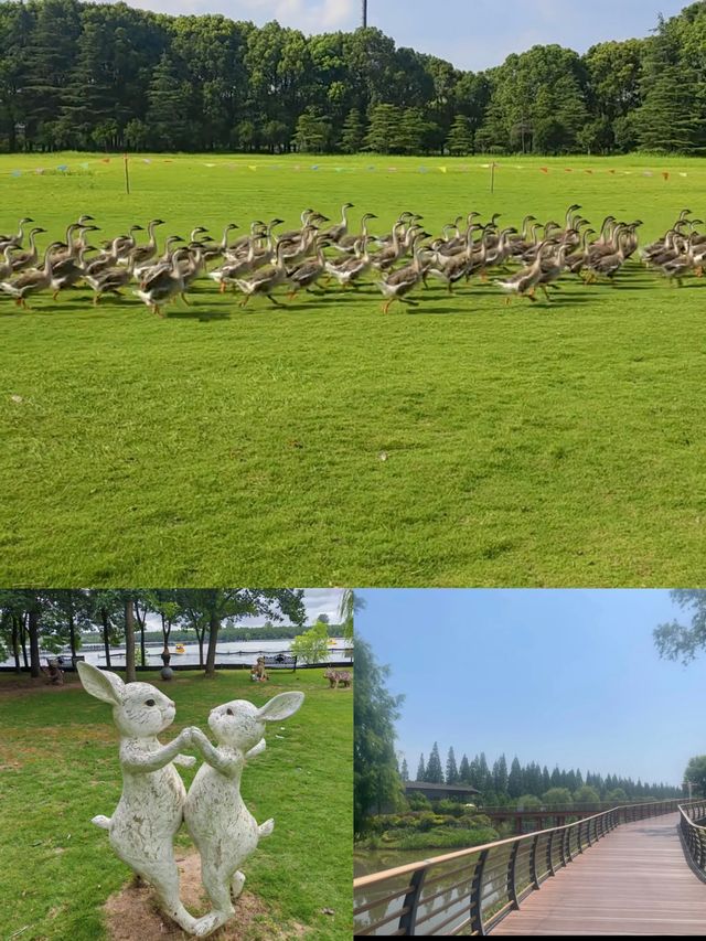 寶子們!雖然櫻花季已經悄然落幕,但那股浪漫餘韻彷彿還在! 寶子們!雖然櫻花季已經悄然落幕,但那股浪漫餘韻彷彿還在!