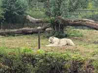 #濟南野生動物世界｜與梅花鹿0距離貼貼攻略 自駕+步行雙體驗！保姆級攻略收好！ 濟南野生動物園