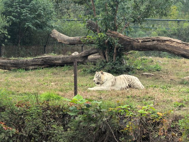 #濟南野生動物世界｜與梅花鹿0距離貼貼攻略 自駕+步行雙體驗！保姆級攻略收好！ 濟南野生動物園