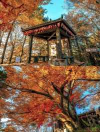四川秋日封神！光霧山34萬畝彩林紅瘋了！