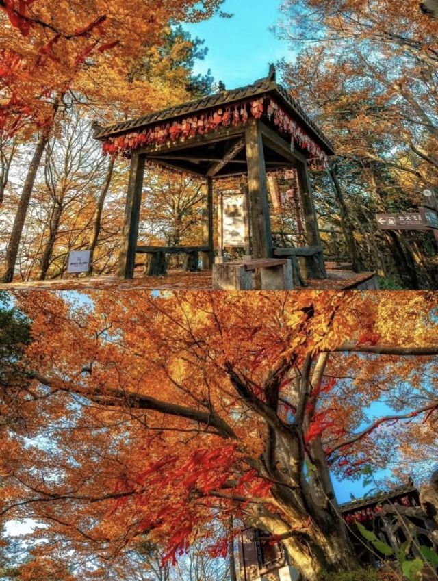 四川秋日封神！光霧山34萬畝彩林紅瘋了！