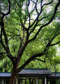 雨中秋色漫長沙，邂逅烈士公園的治癒系浪漫