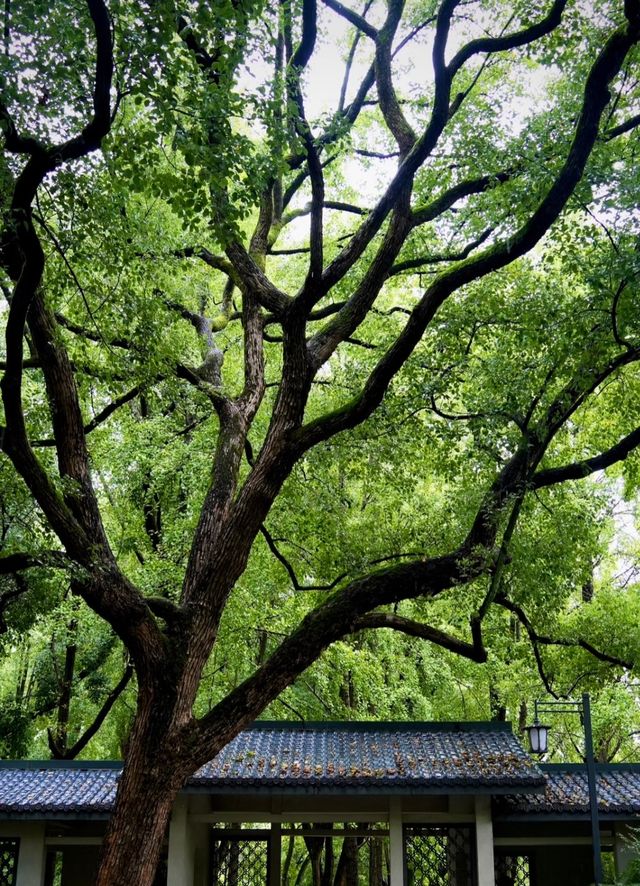雨中秋色漫長沙，邂逅烈士公園的治癒系浪漫