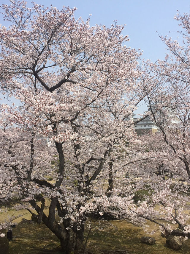 🌸 姬路城櫻花|粉雪飛舞的春日夢境 🌸 姬路城櫻花|粉雪飛舞的春日夢境