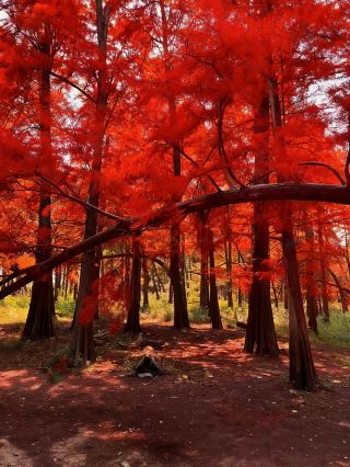 Осенне-зимний сезон в горах Сыминь — время красных кленов 🍁
