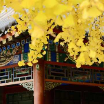 🍁주총 공원, 자금성보다 아름다운 은행나무 벽담