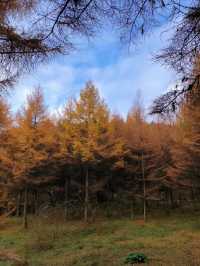 秋色森林裡的山羊牧場