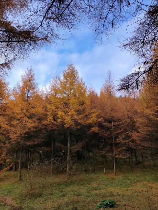 秋色森林裡的山羊牧場