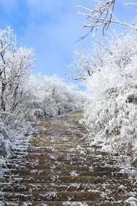 24年千佛山下雪後美哭了！絕美霧淞仙境快來打卡