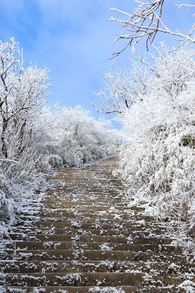 24年千佛山下雪後美哭了！絕美霧淞仙境快來打卡