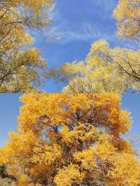 金塔胡楊林:千年守望,沙漠中的奇蹟!