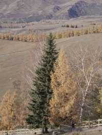 新疆喀納斯秋日童話遇見雪山松鼠的治癒時刻