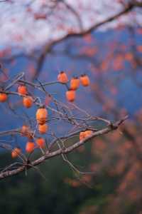 在溫州拍到了刷爆朋友圈的“柿柿”如意