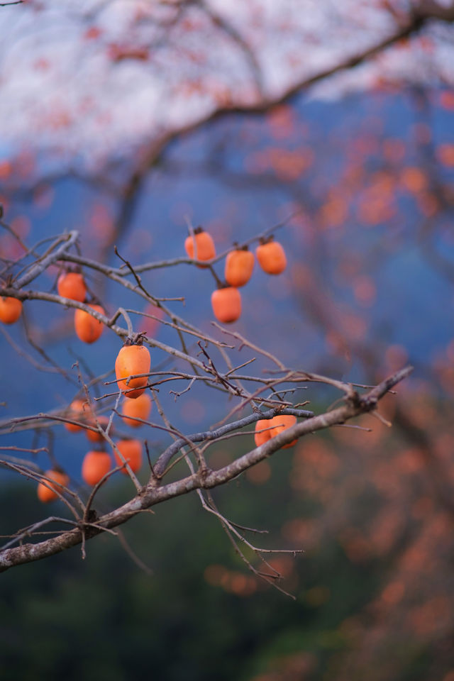 在溫州拍到了刷爆朋友圈的“柿柿”如意