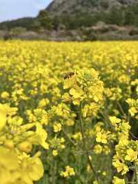 Jeju Photo Secrets: 7 Hidden Gems for Jaw-Dropping Shots!