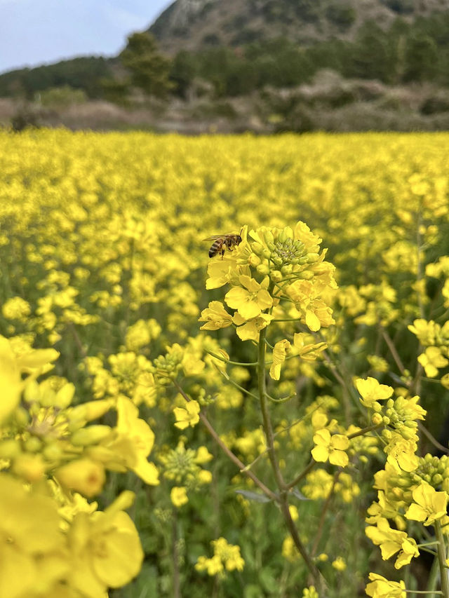 Jeju Photo Secrets: 7 Hidden Gems for Jaw-Dropping Shots! Jeju Photo Secrets: 7 Hidden Gems for Jaw-Dropping Shots!
