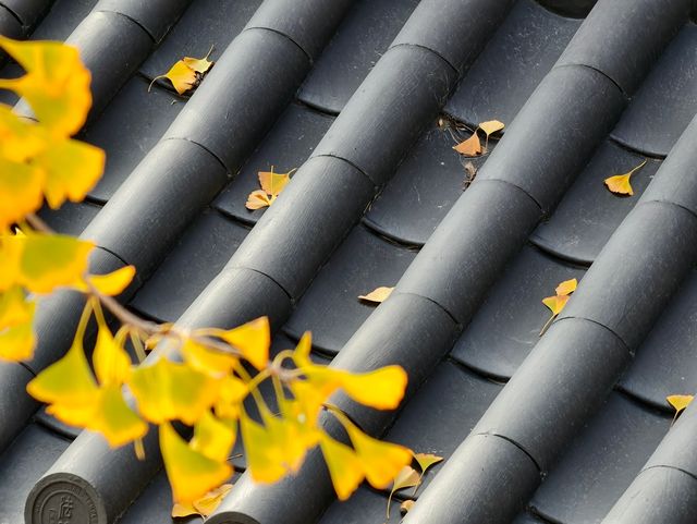 秋日必打卡！南京清涼山銀杏谷免費逛這樣玩更盡興！