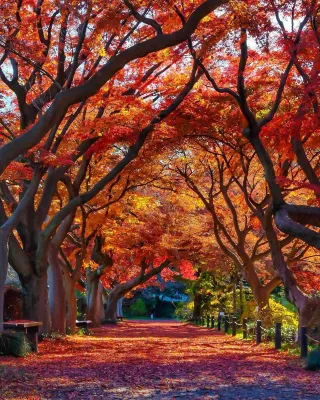 The "Autumn Leaves Tunnel" at Koishikawa Botanical Garden in Tokyo is about to open