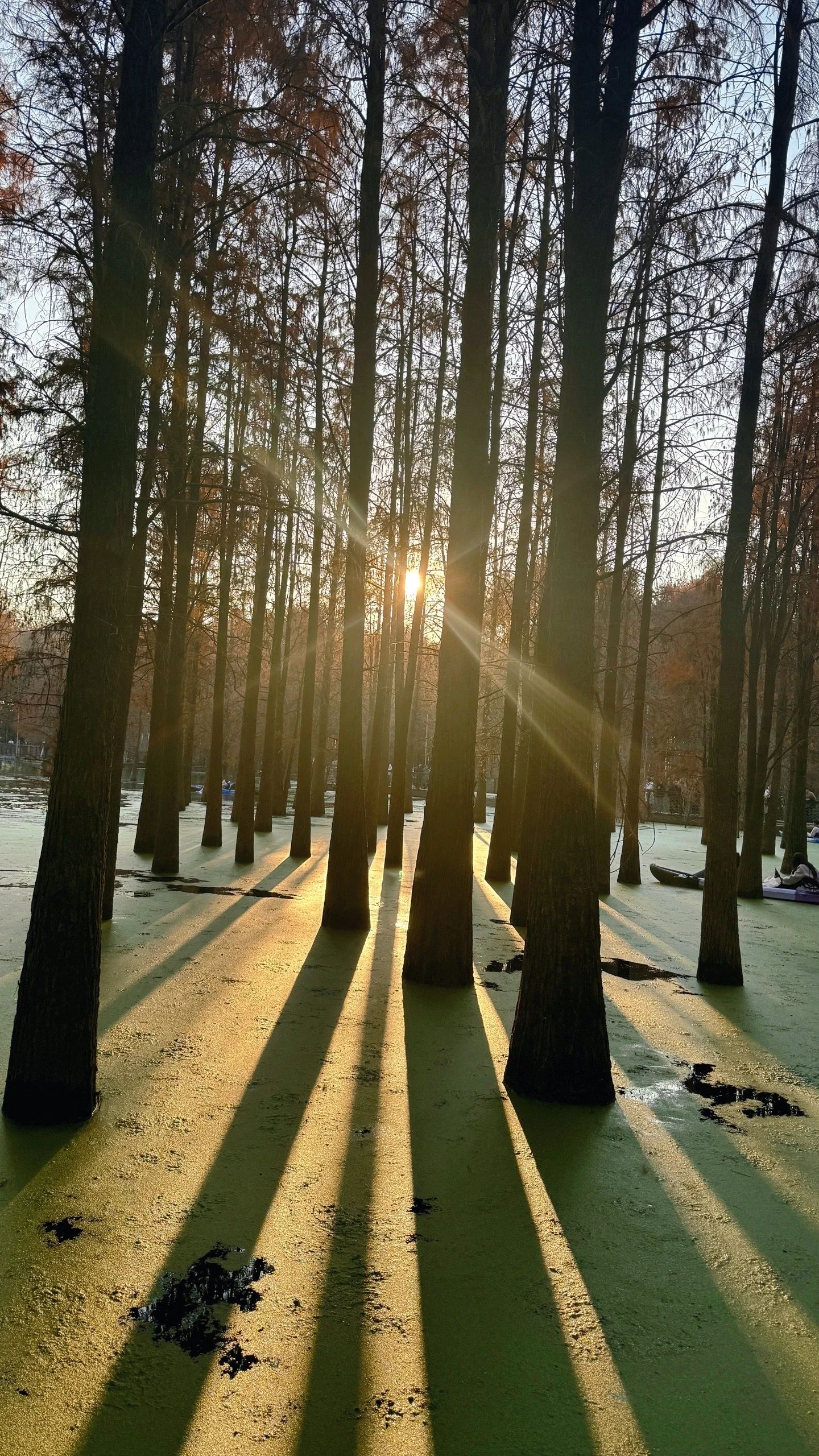 最新】青山湖水上森林郊野公園 - チケット、営業時間、口コミ、写真