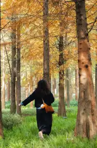 德陽東湖山水杉林紅了！陽光穿透紅杉林絕美