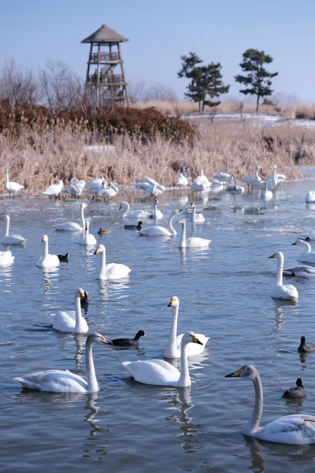 曲項向天歌~ 曲項向天歌~