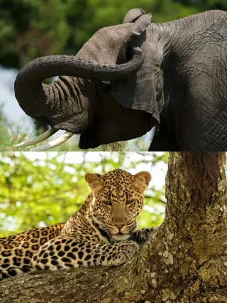 タンザニアの最高級ラグジュアリー旅行、ついに来ました！