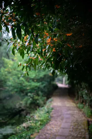 I'll show you the most fragrant look of autumn in Jinhua