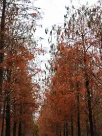 落羽杉紅啦！週末逛個公園也能拍秋日大片！