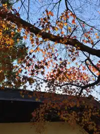 趁紅楓銀杏未落，走一趟莫干山蔣公古道吧！