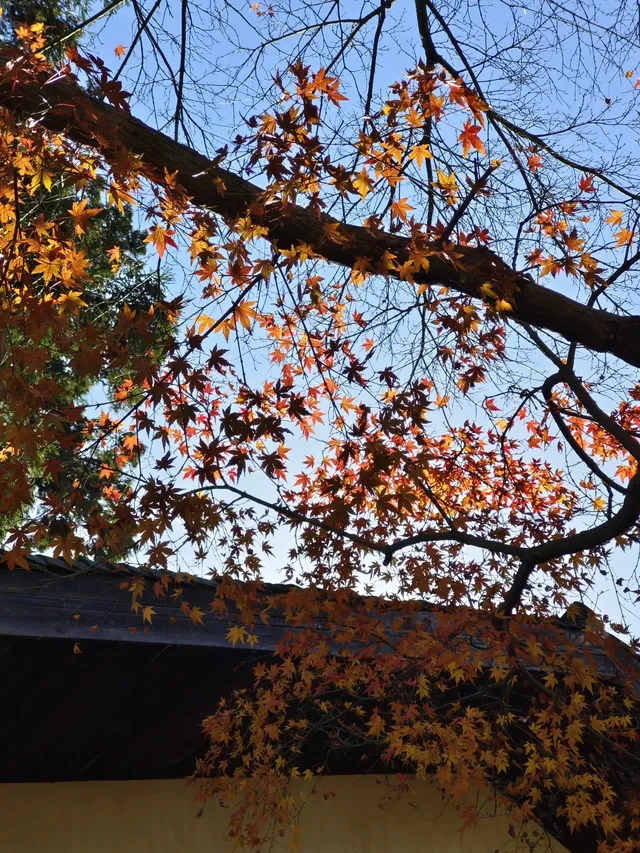 趁紅楓銀杏未落，走一趟莫干山蔣公古道吧！