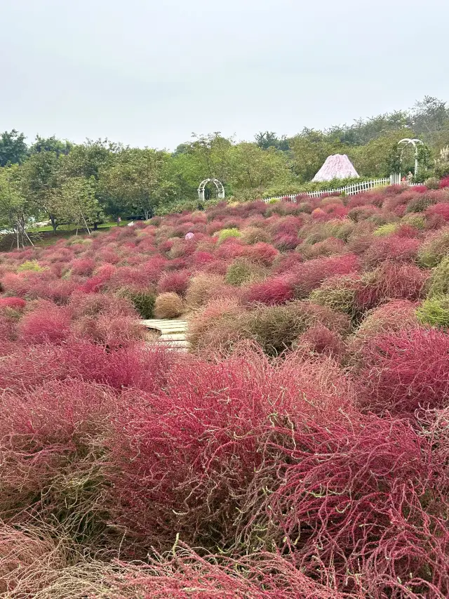 The Kochia plants have finally started changing color! Time to capture the feeling of autumn!