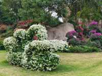 廈門植物園怒放的三角梅梯田