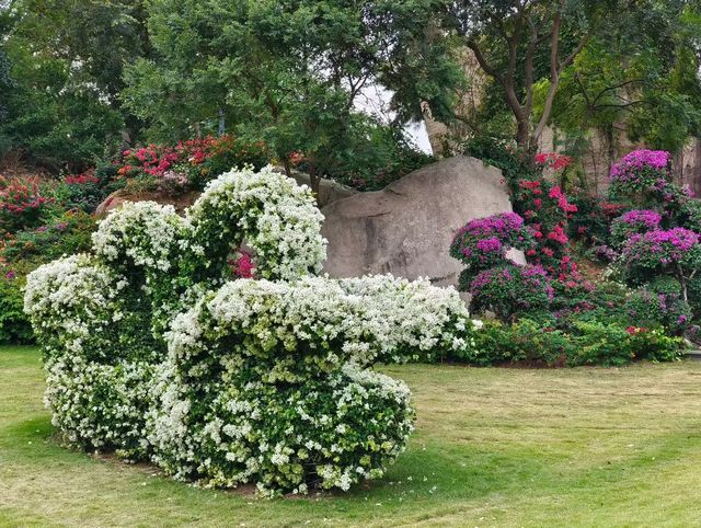 廈門植物園怒放的三角梅梯田