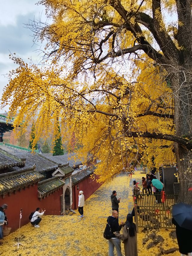 少林寺不僅有武學,還有銀杏! 少林寺不僅有武學,還有銀杏!