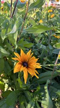 梅子湖花箋｜冬日限定的溫柔詩篇