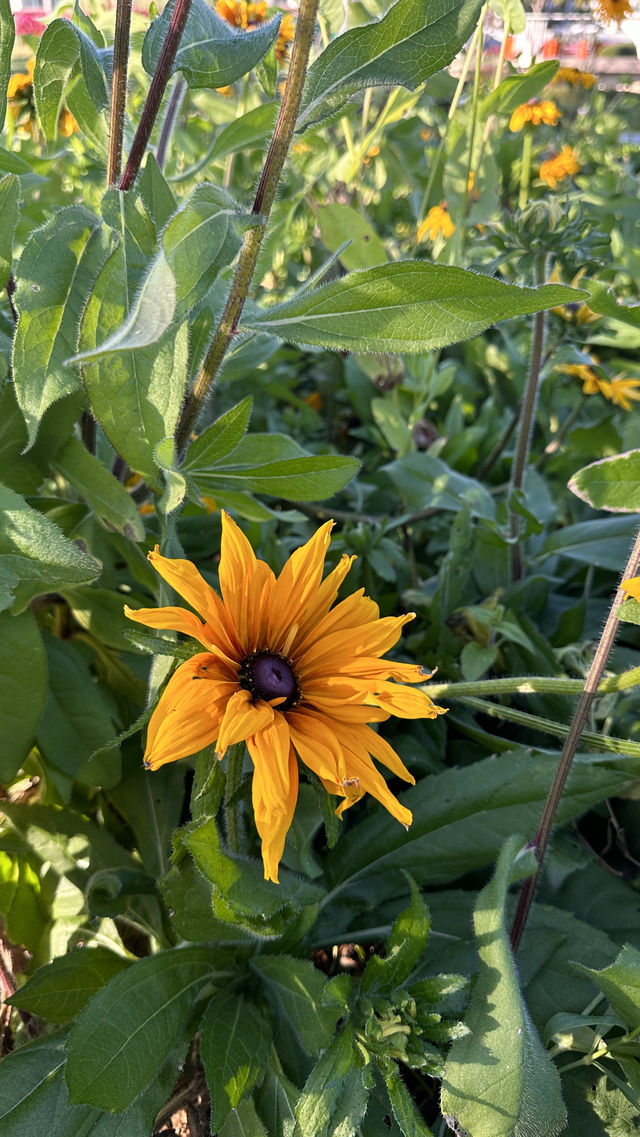 梅子湖花箋｜冬日限定的溫柔詩篇