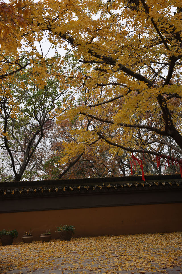 常熟小眾秘境！小雲棲寺的冬天真的美哭了！