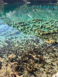 九寨歸來不看水，這句話我算是信了！