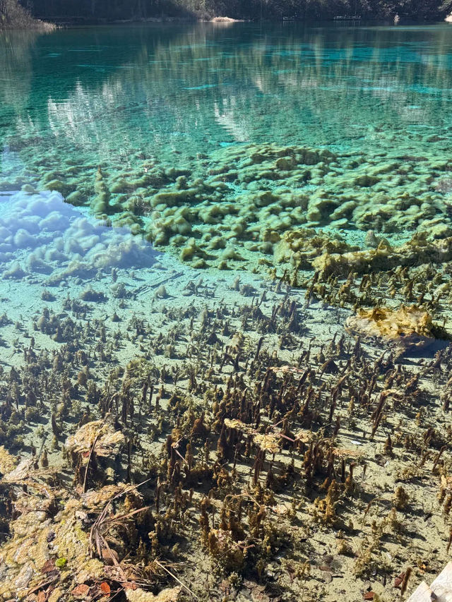 九寨歸來不看水，這句話我算是信了！